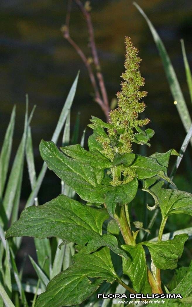 Komosa strzałkowata 24