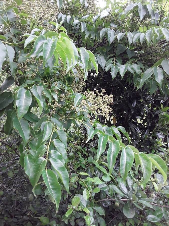 Phellodendron amurense 8