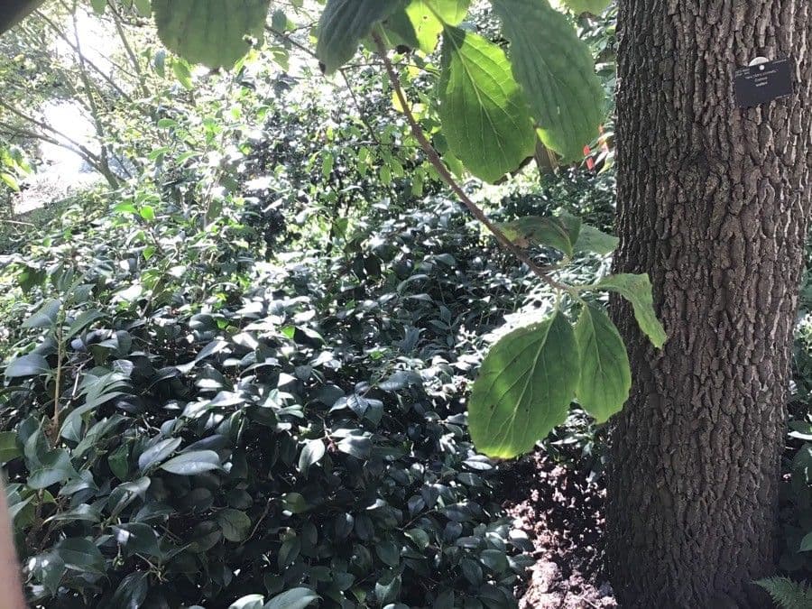 Cornus di Walter 3