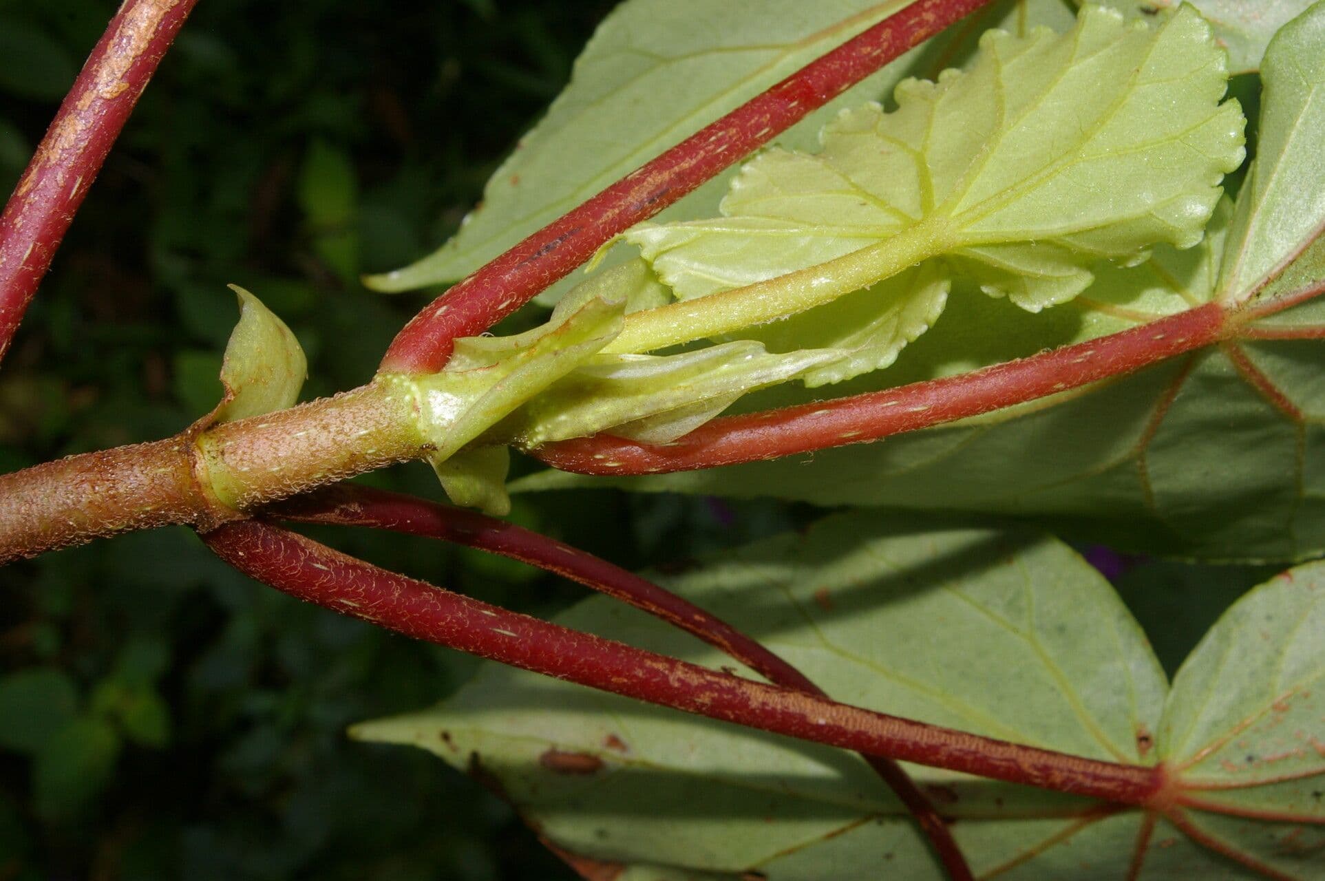 Begonia 18