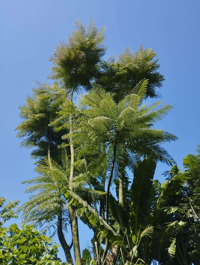 Schizolobium parahyba 19