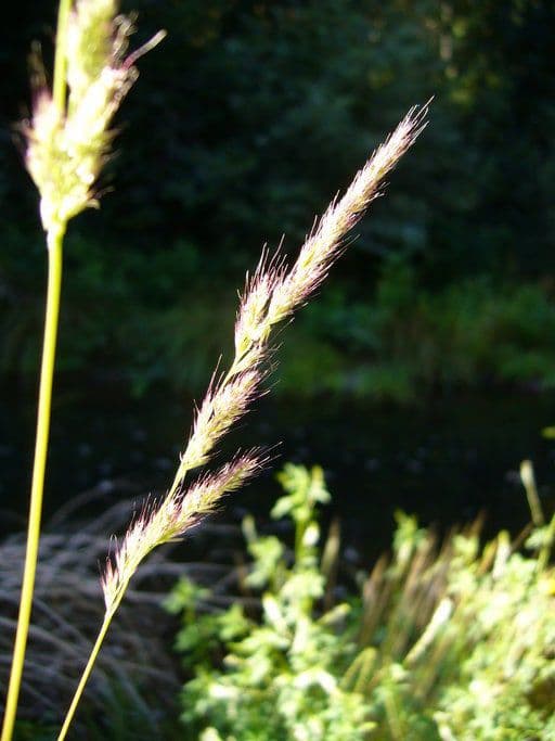 Muhlenbergia mexická