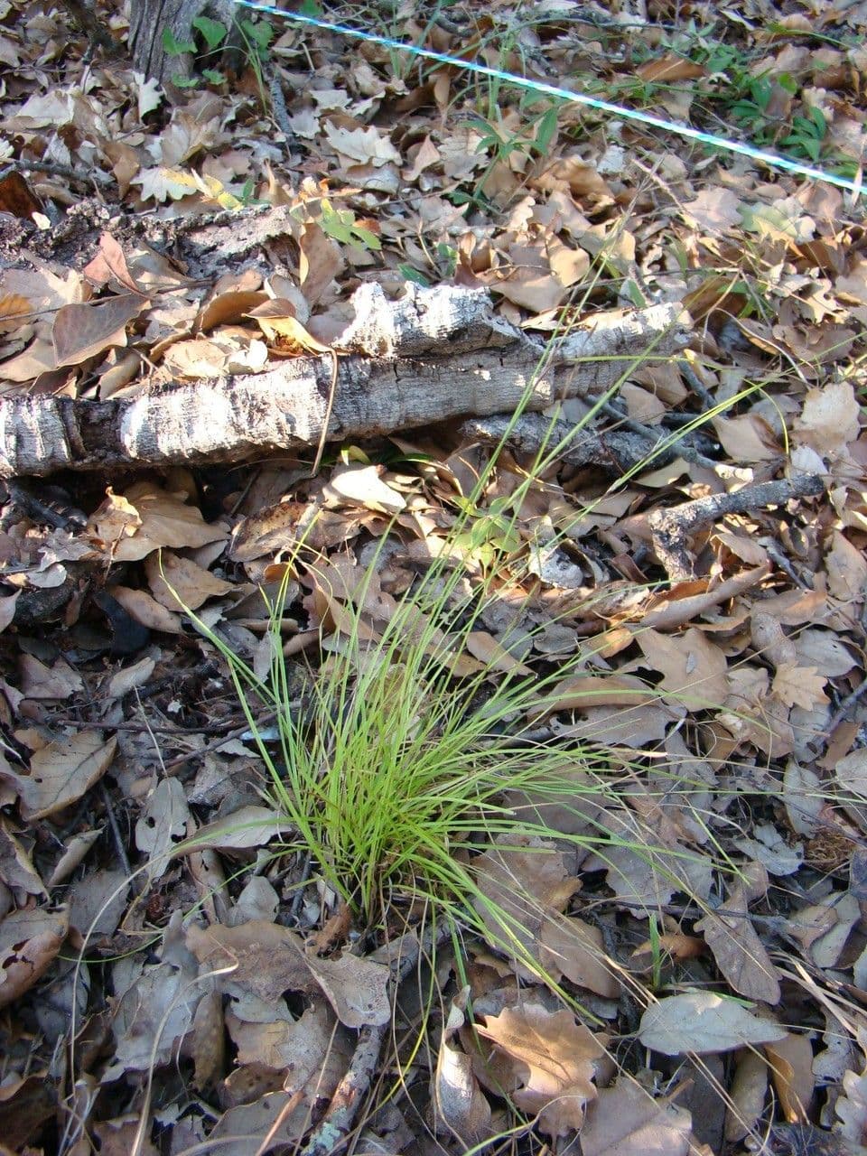 Carex distachya 13