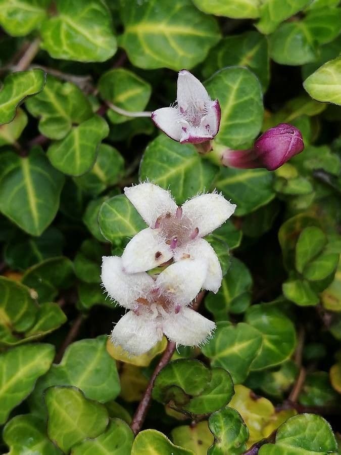Mitchella 6