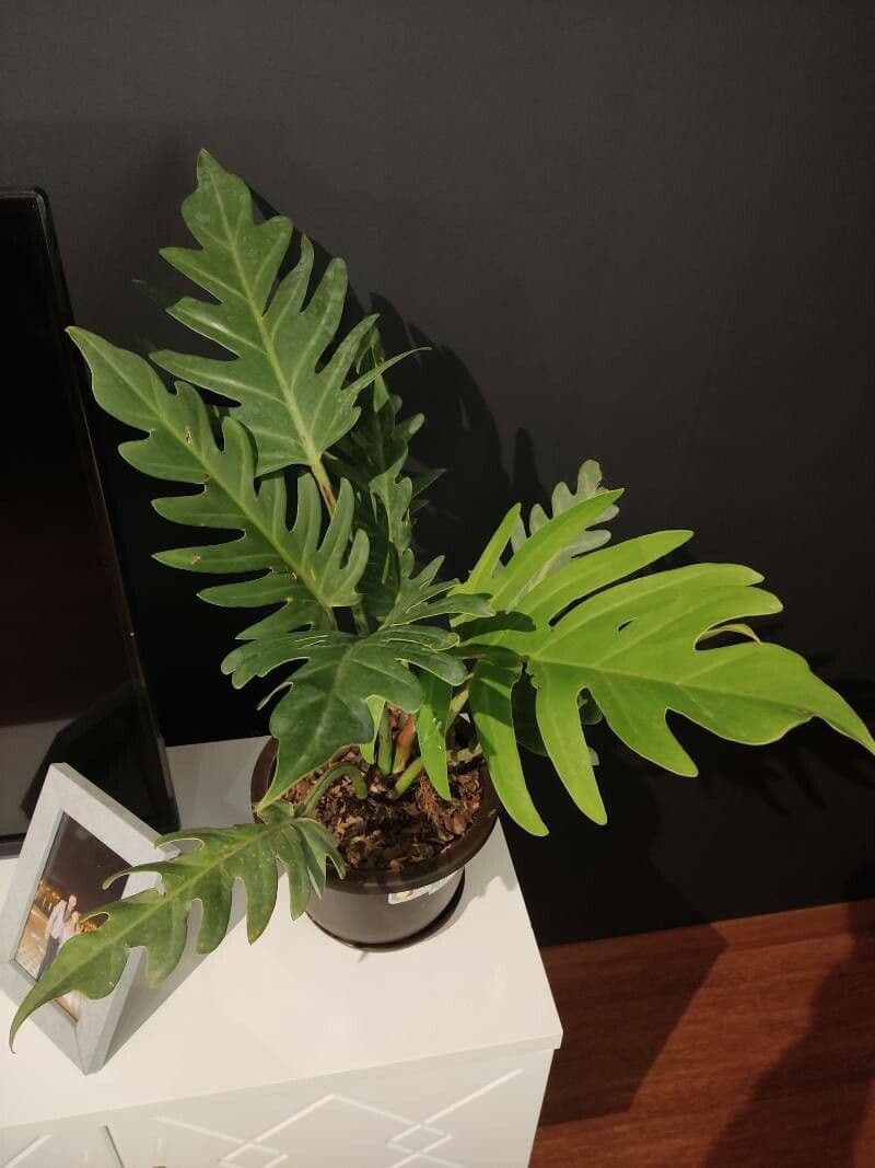 Philodendron 3