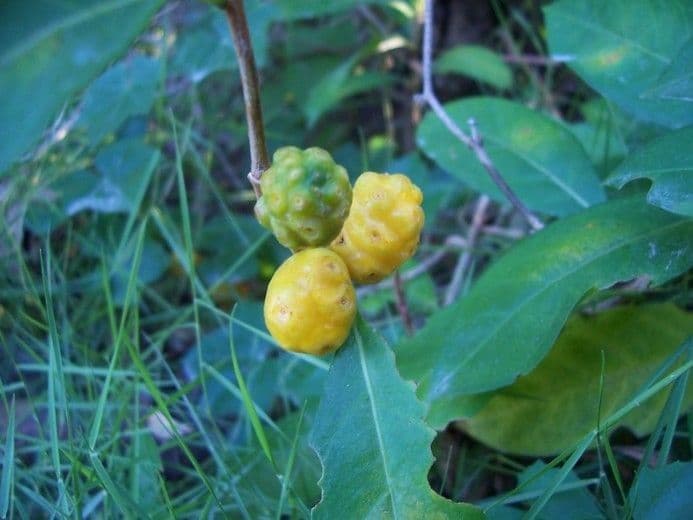 Morinda royoc 5