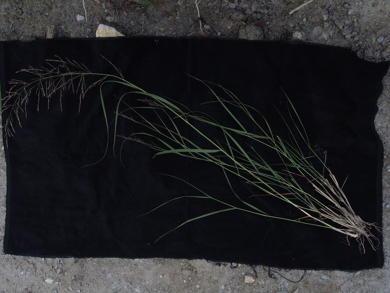 Canna di seta 3