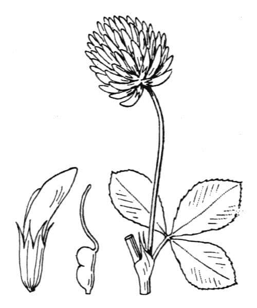 Trifoglio 14