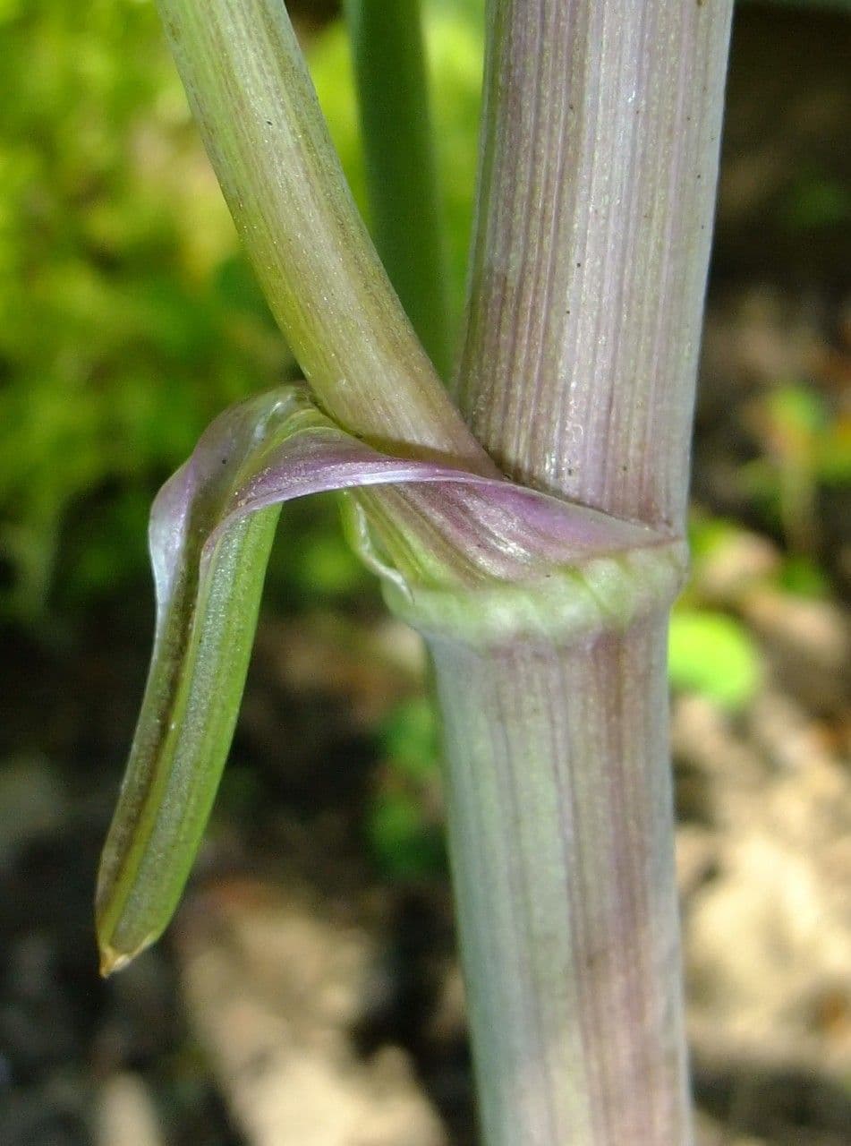 Coriandolo 23