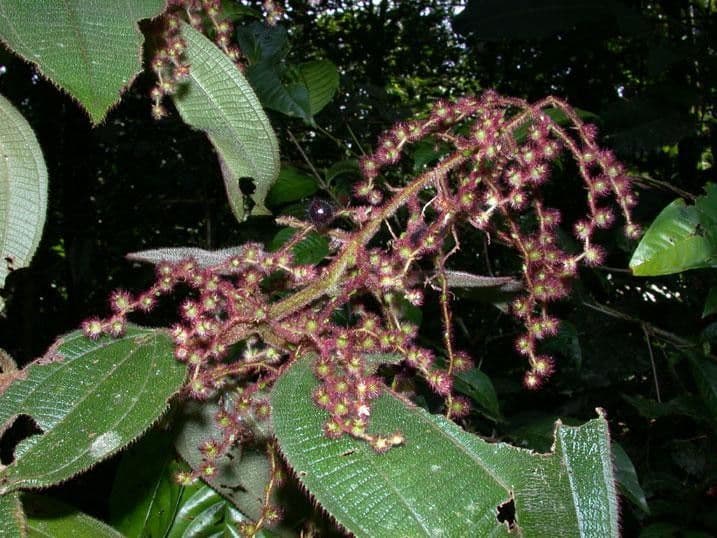 Miconia 24