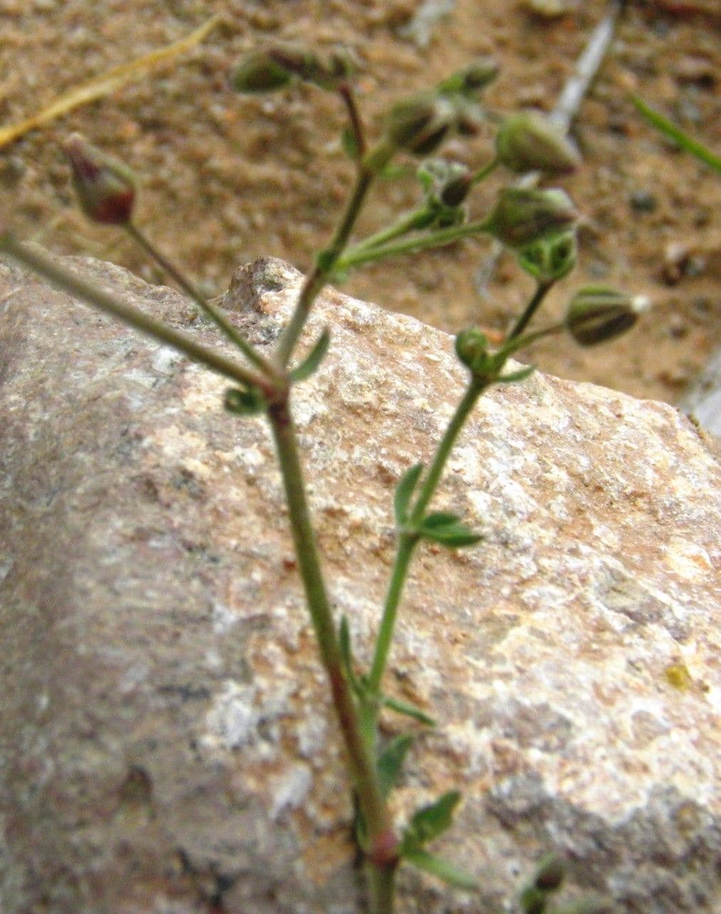Rhodalsine 10