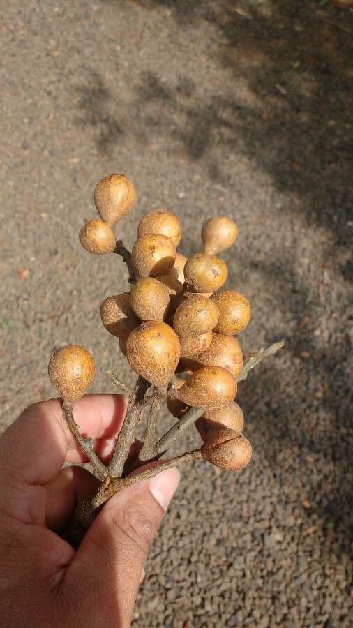Guarea 3