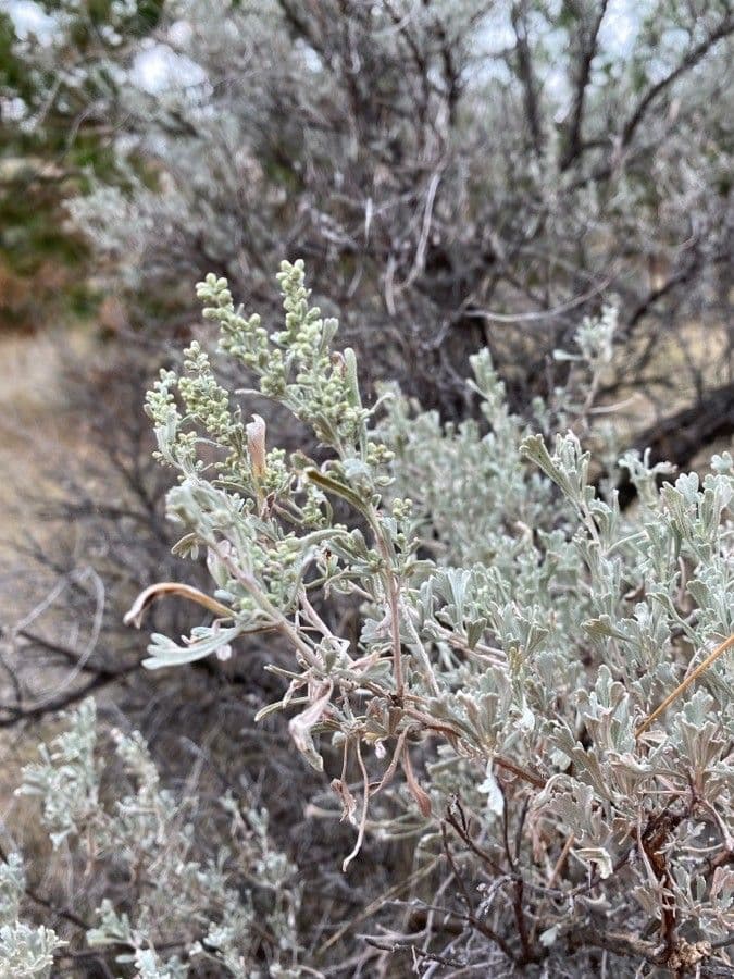 Artemisia tridentata 25