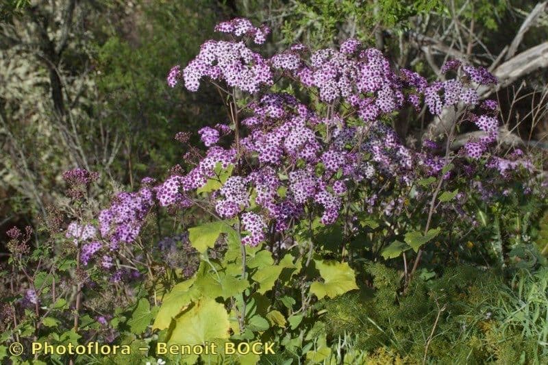Pericallis 10