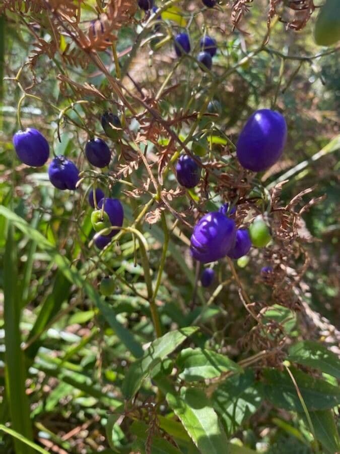 Dianella modrá