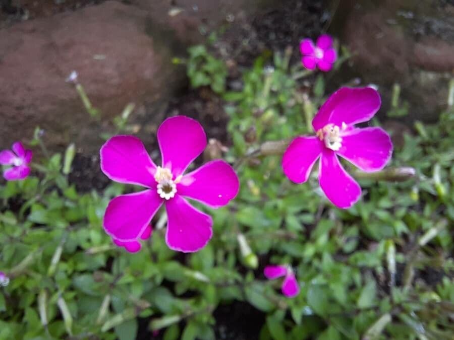 Silene pseudoatocion 2