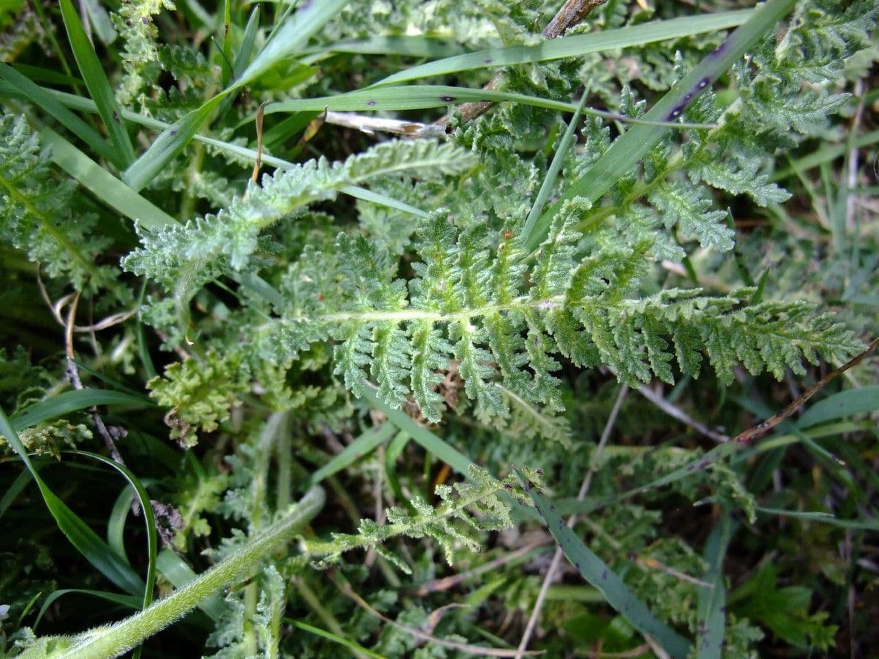 Pedicularis tuberosa 18
