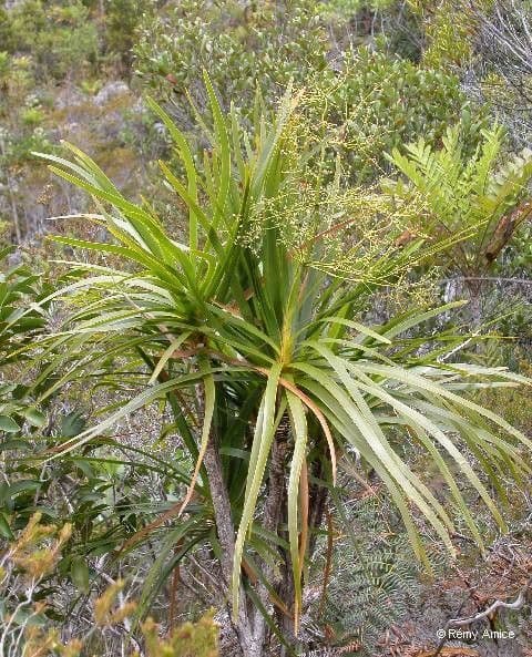 Lomandra insulare 11