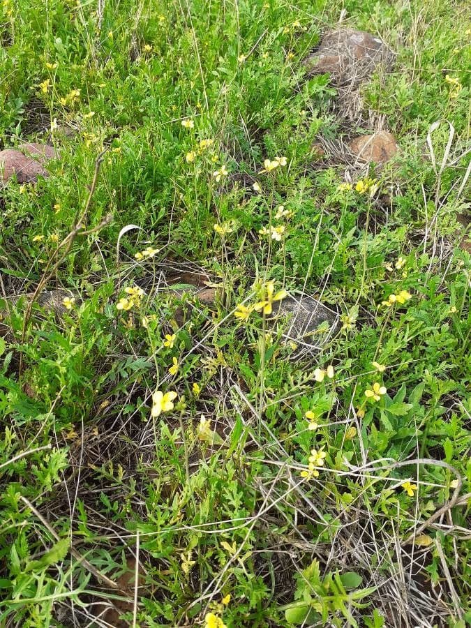 Diplotaxis virgata 7