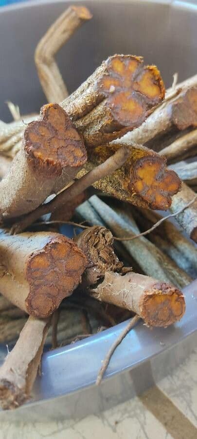 Ayahuasca 18