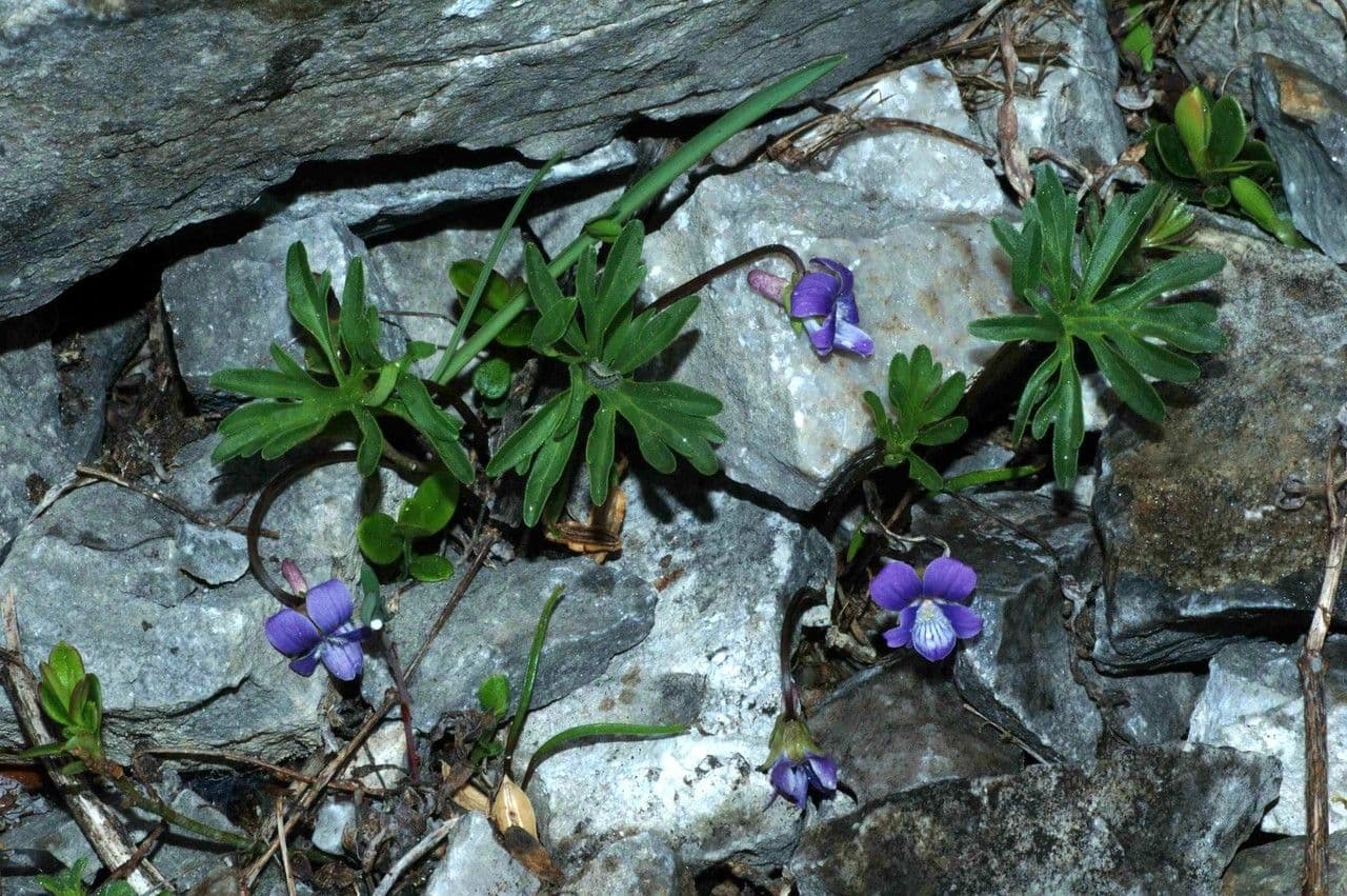 Violette pennée 11