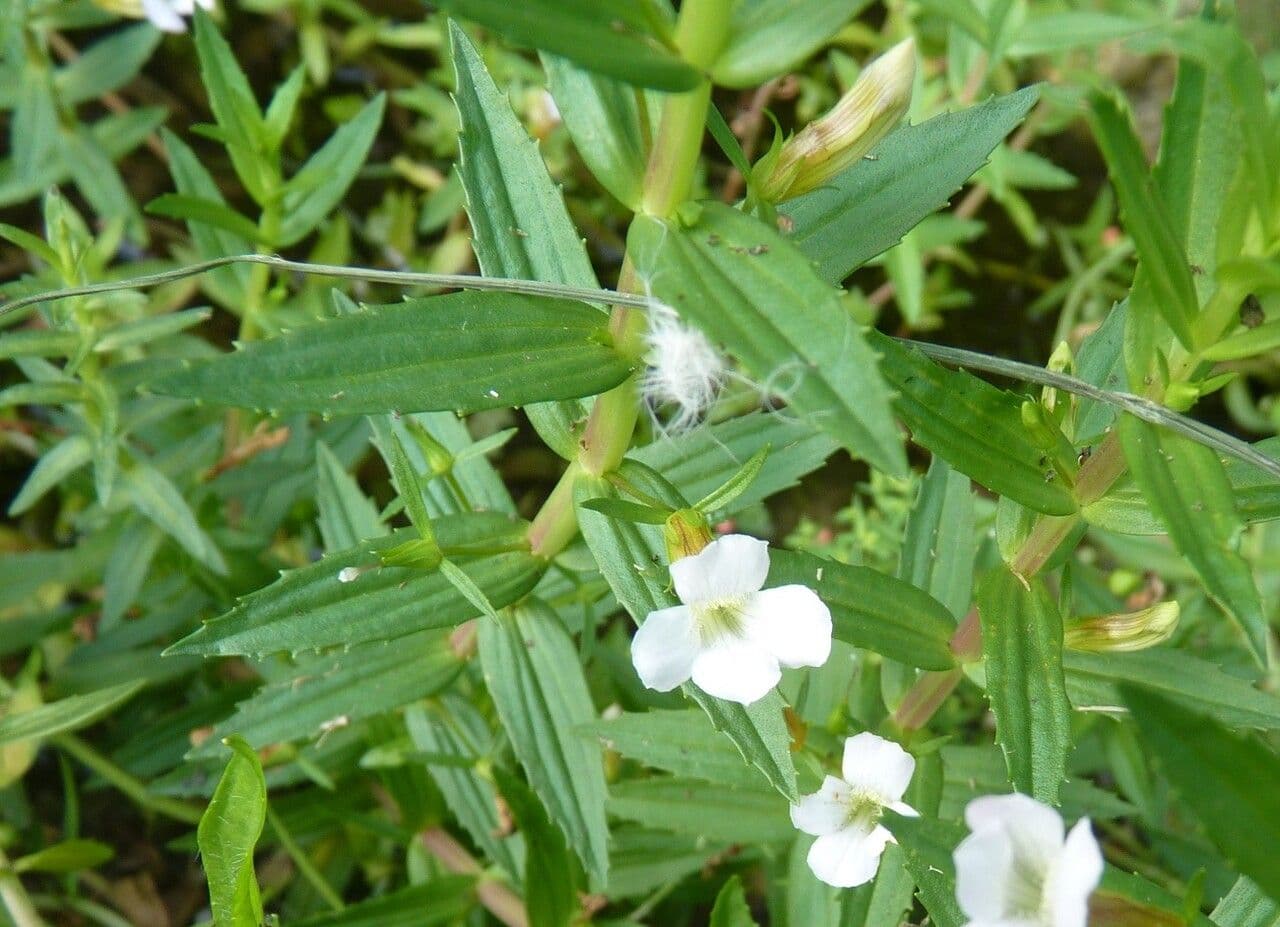 Graciola lekárska 24