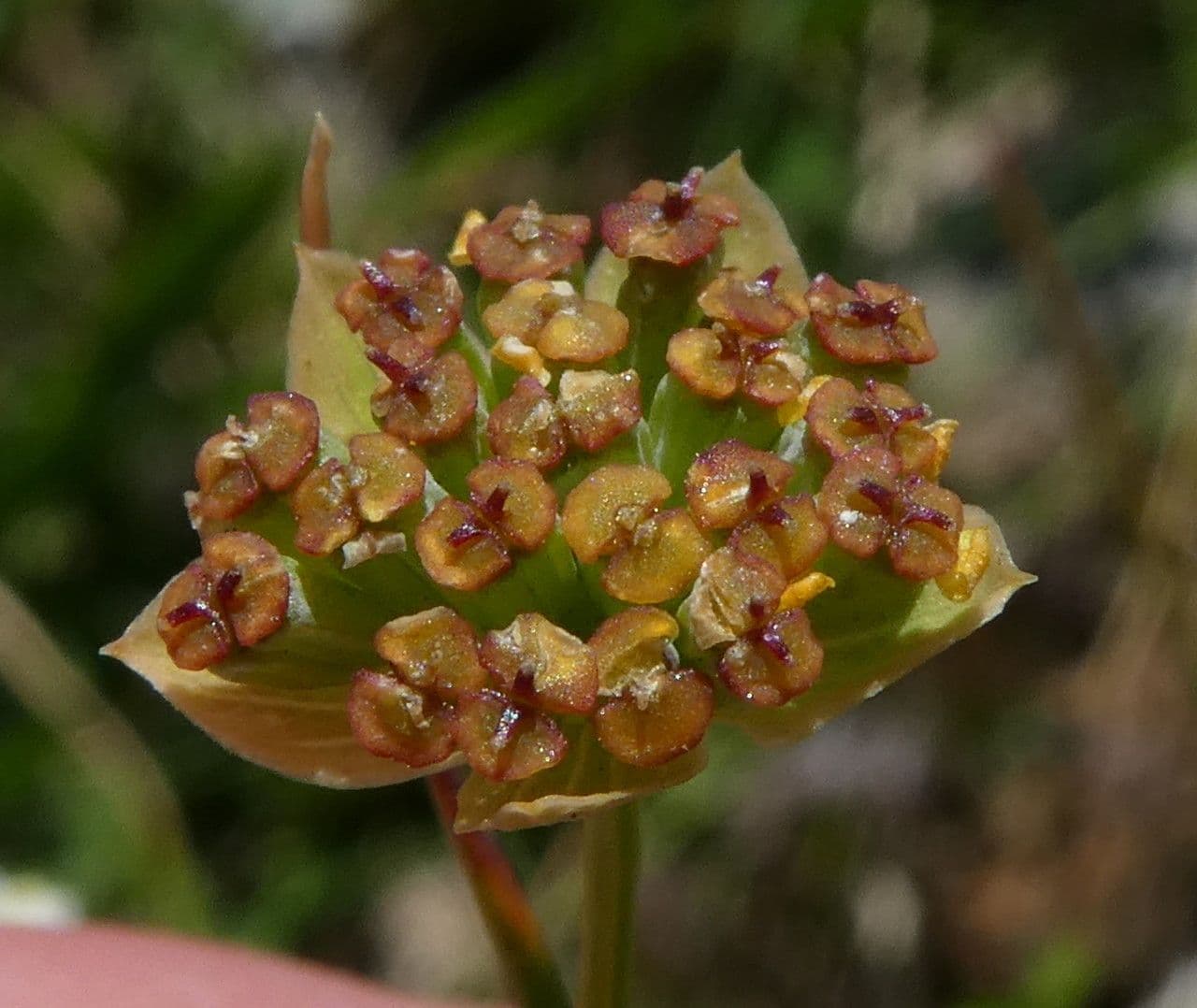 Bupleuro ranuncoloide 2