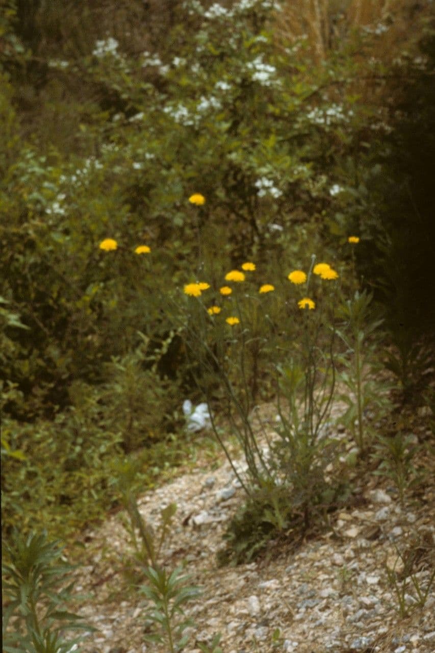 Krigia dandelion 8