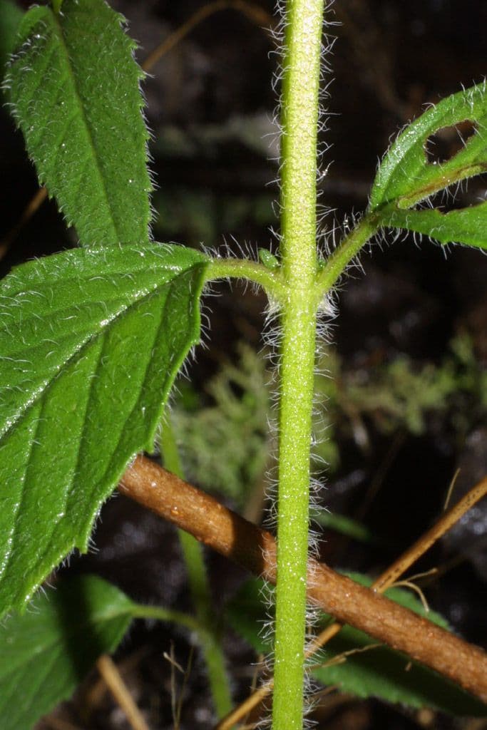 Blephilia ciliata 17