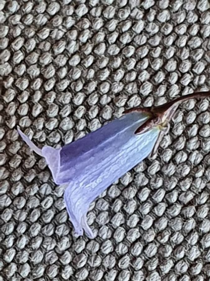 Vahlenbergia 4
