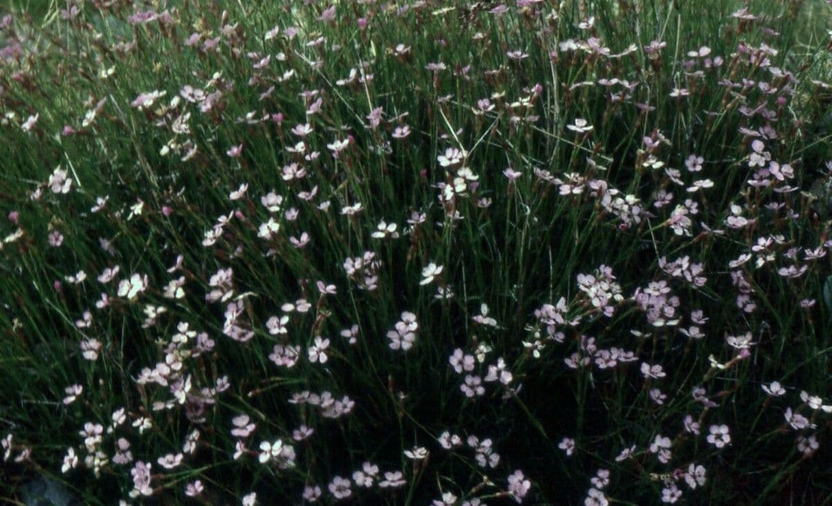 Silene campanula 10