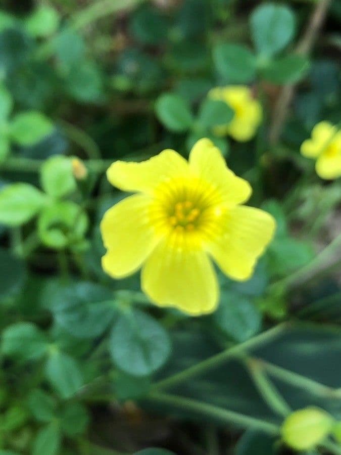 Acetosa