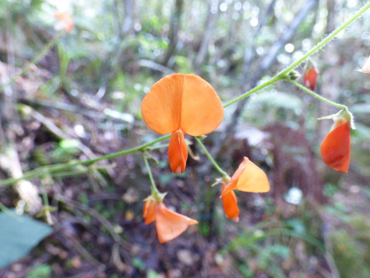 Hylodesmum 7