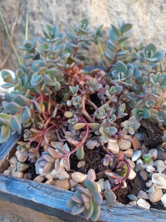 Sedum 15