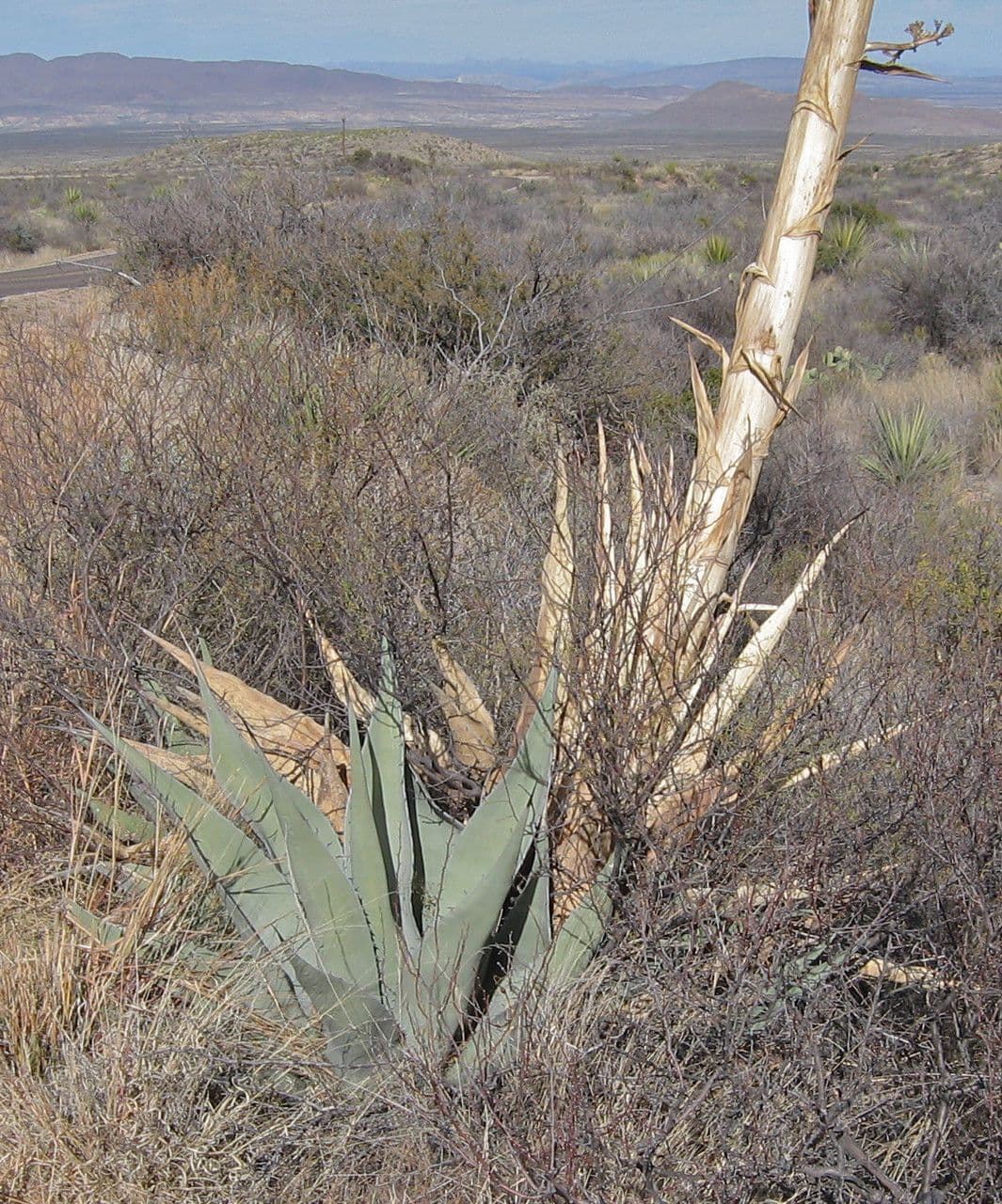 Havard-Agave 8