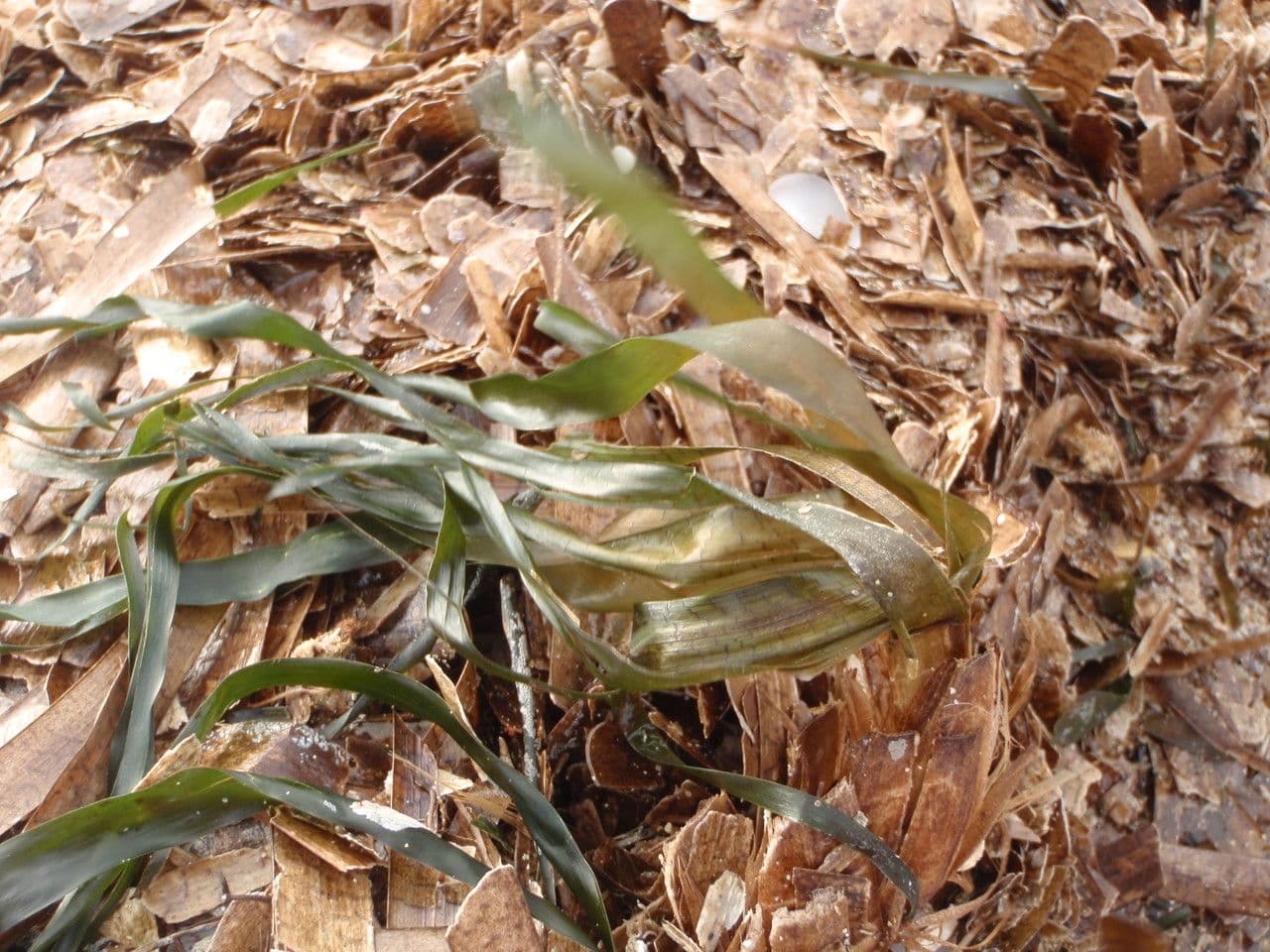 Posidonie mořská 9