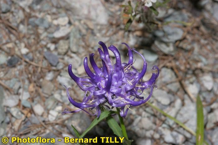 Campanula di Charmel 2