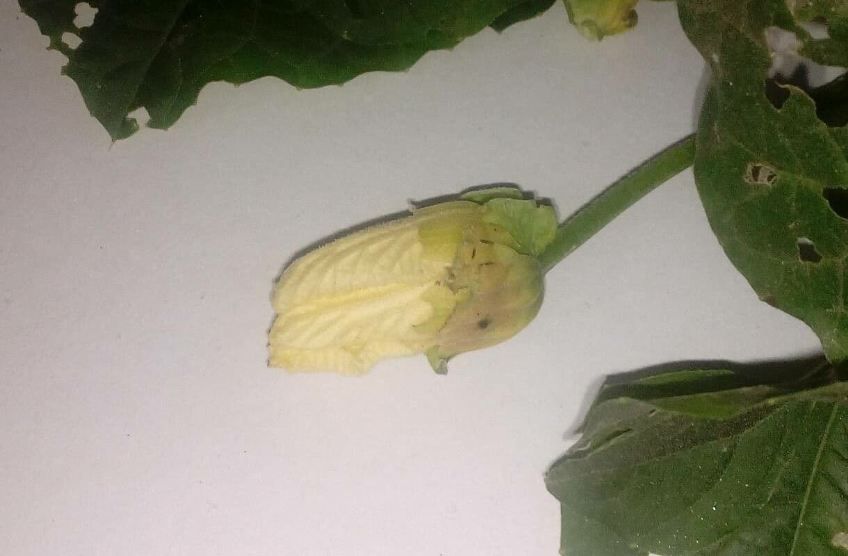 Melón espinoso 6