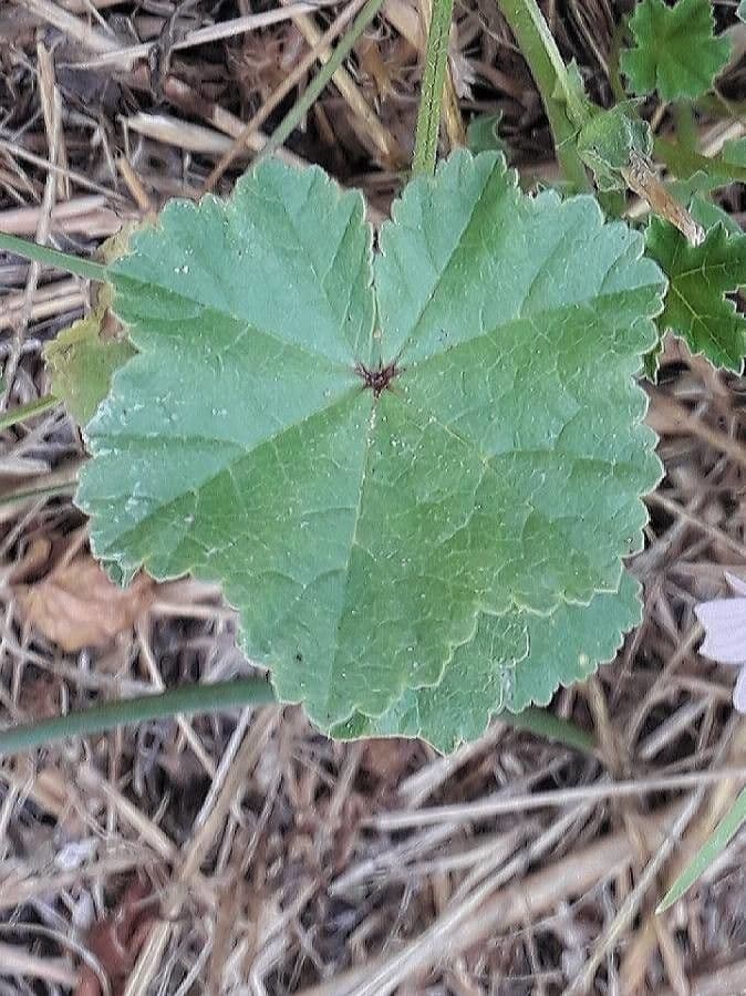 Malva domestica 18