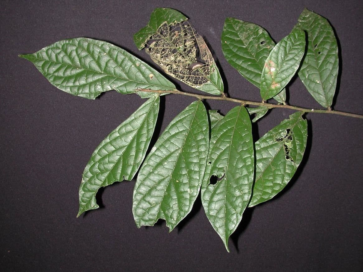 Dichapetalum 17