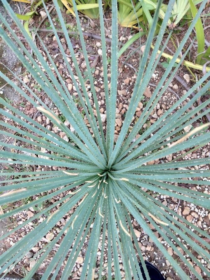 Yucca glauca 20