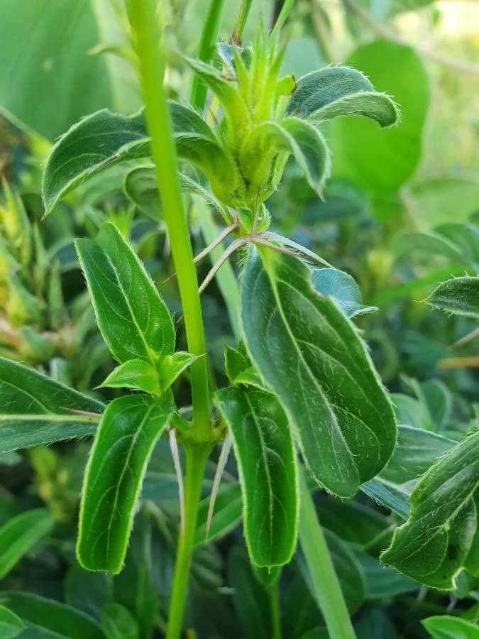 Barleria 14
