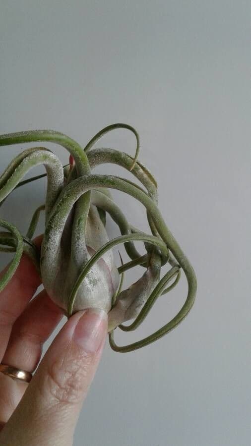 Tillandsia 10