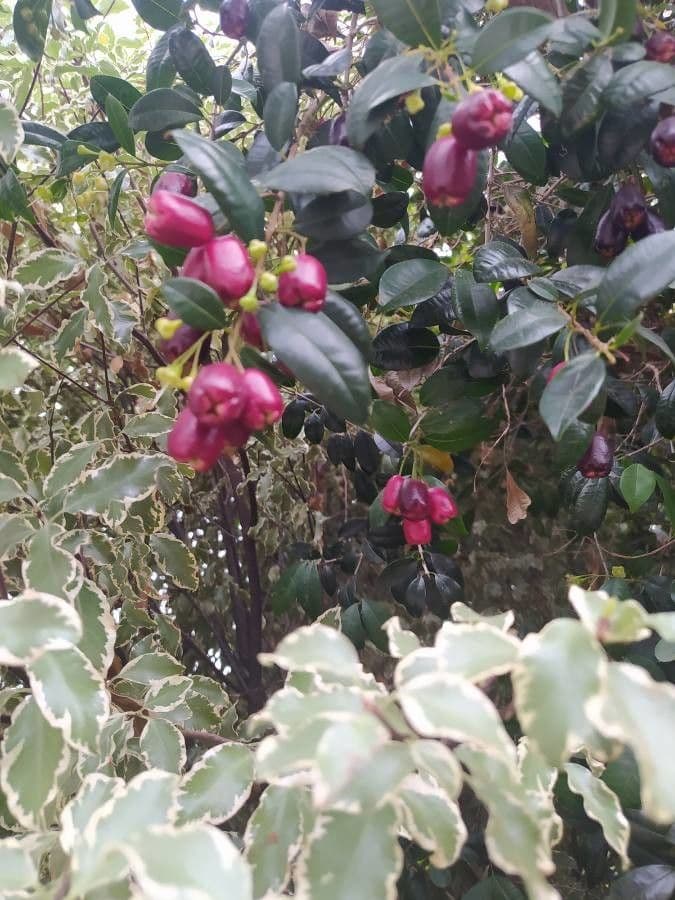 Syzygium paniculatum