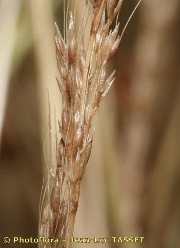 Apera interrupta 3