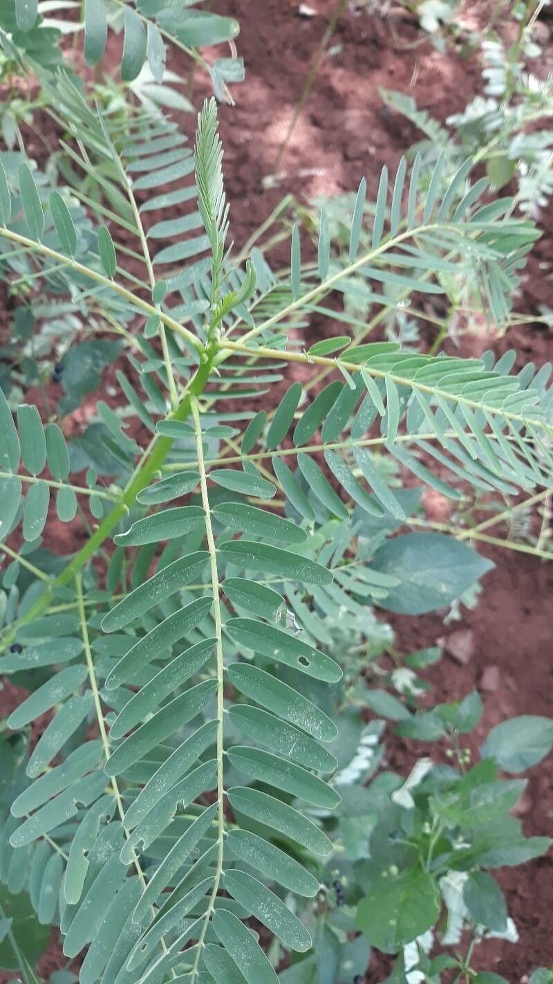 Sesbania grandiflora 17
