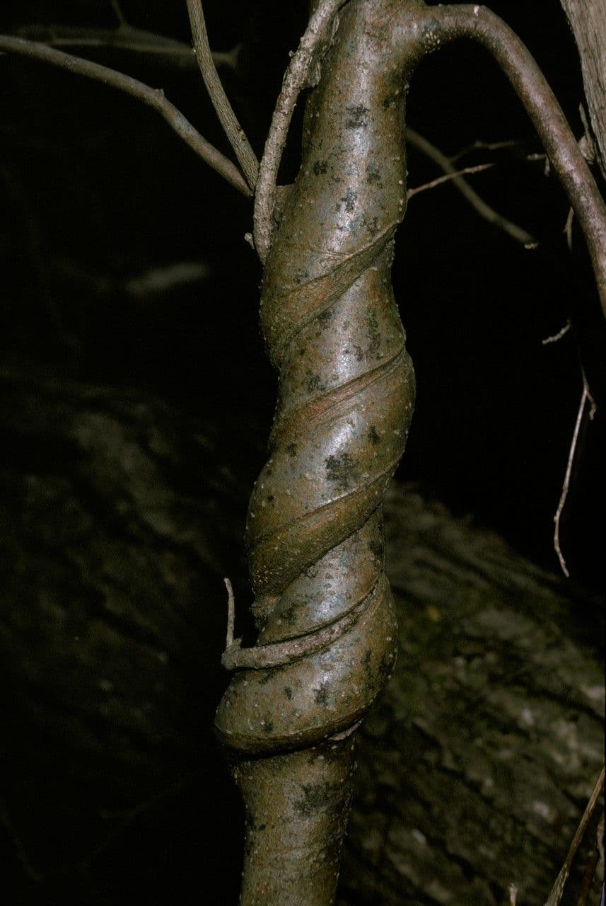 Kadsura giapponese 7
