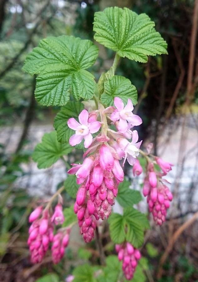 Ribes a fiori 6
