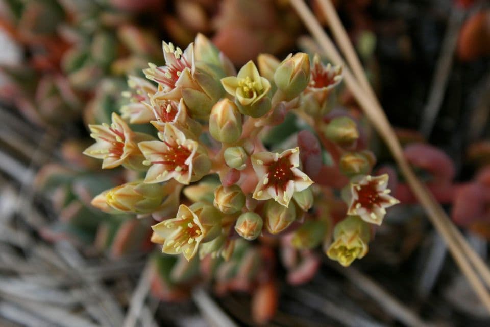 Borracina ottusa 3