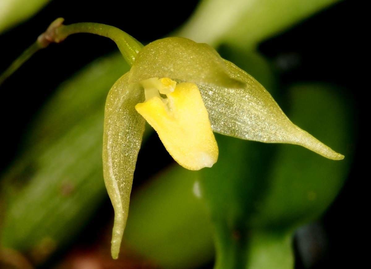 Bulbophyllum 3